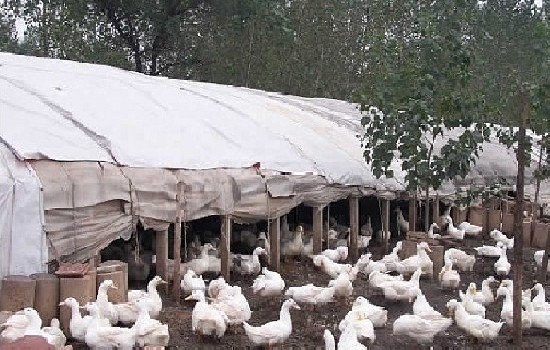 什么鸭子品种最好吃？