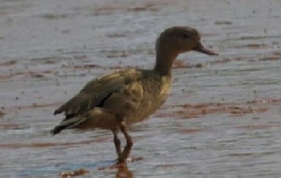 灰色的鸭子是什么品种？