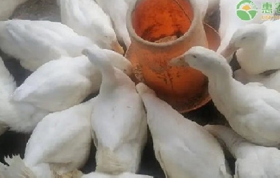 养肉鸭什么品种好？