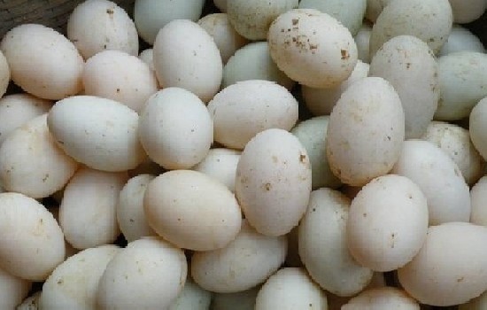 9月鸭蛋价格多少钱一斤？