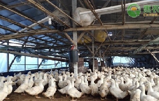 蛋鸭养什么品种好？