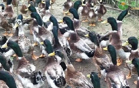 水鸭和番鸭的区别是什么？