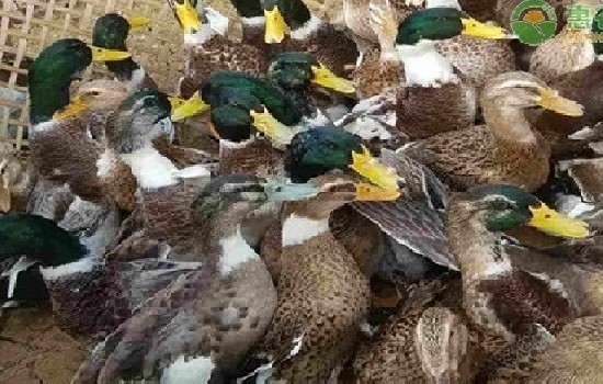 中国野鸭子种类