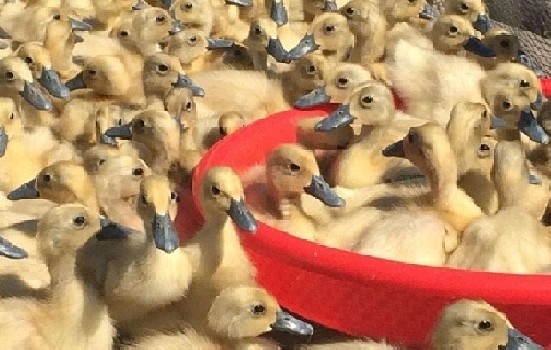 鸭苗价格今日价全国