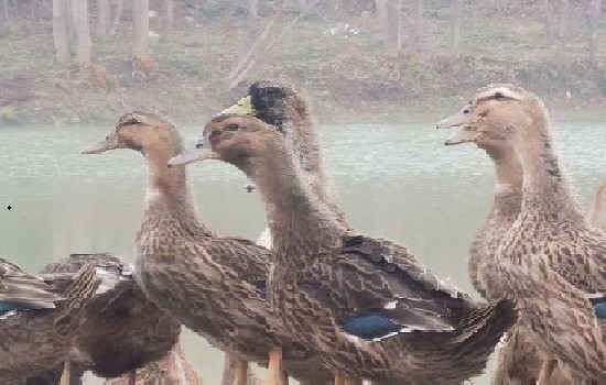 鸭子吃福寿螺会不会长有寄生虫？