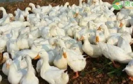 桂柳鸭苗今日价格