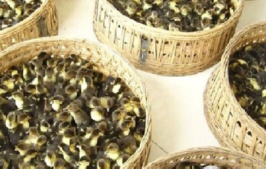 黑番鸭苗是长怎样子的？