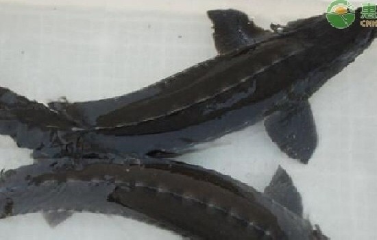 鲟鱼是海鱼还是淡水鱼？