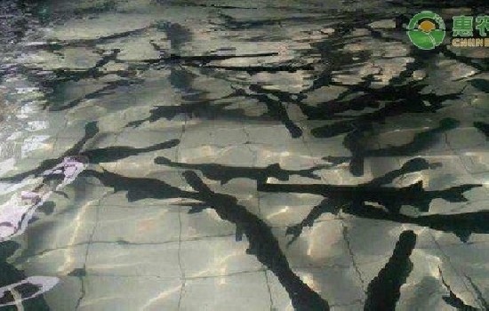 鸭嘴鱼多少钱一斤市场价格？